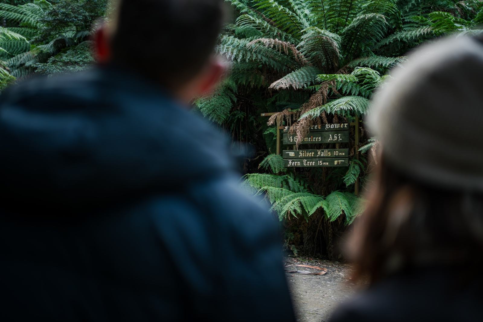 People walking along fern path in fern tree tasmania